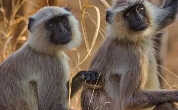 Langur that escaped from Kerala zoo continues to evade zoo-keepers
