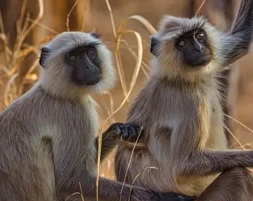 Langur that escaped from Kerala zoo continues to evade zoo-keepers Langur that escaped from Kerala zoo continues to evade zoo-keepers
