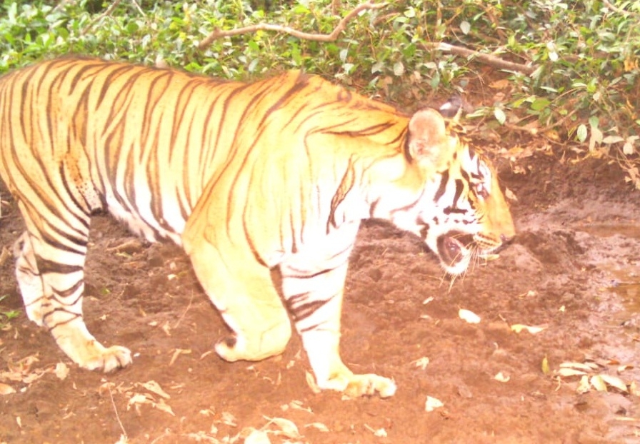 Bombay HC directs Goa govt to notify Mhadei Wildlife Sanctuary as tiger reserve within 3 months Bombay HC directs Goa govt to notify Mhadei Wildlife Sanctuary as tiger reserve within 3 months