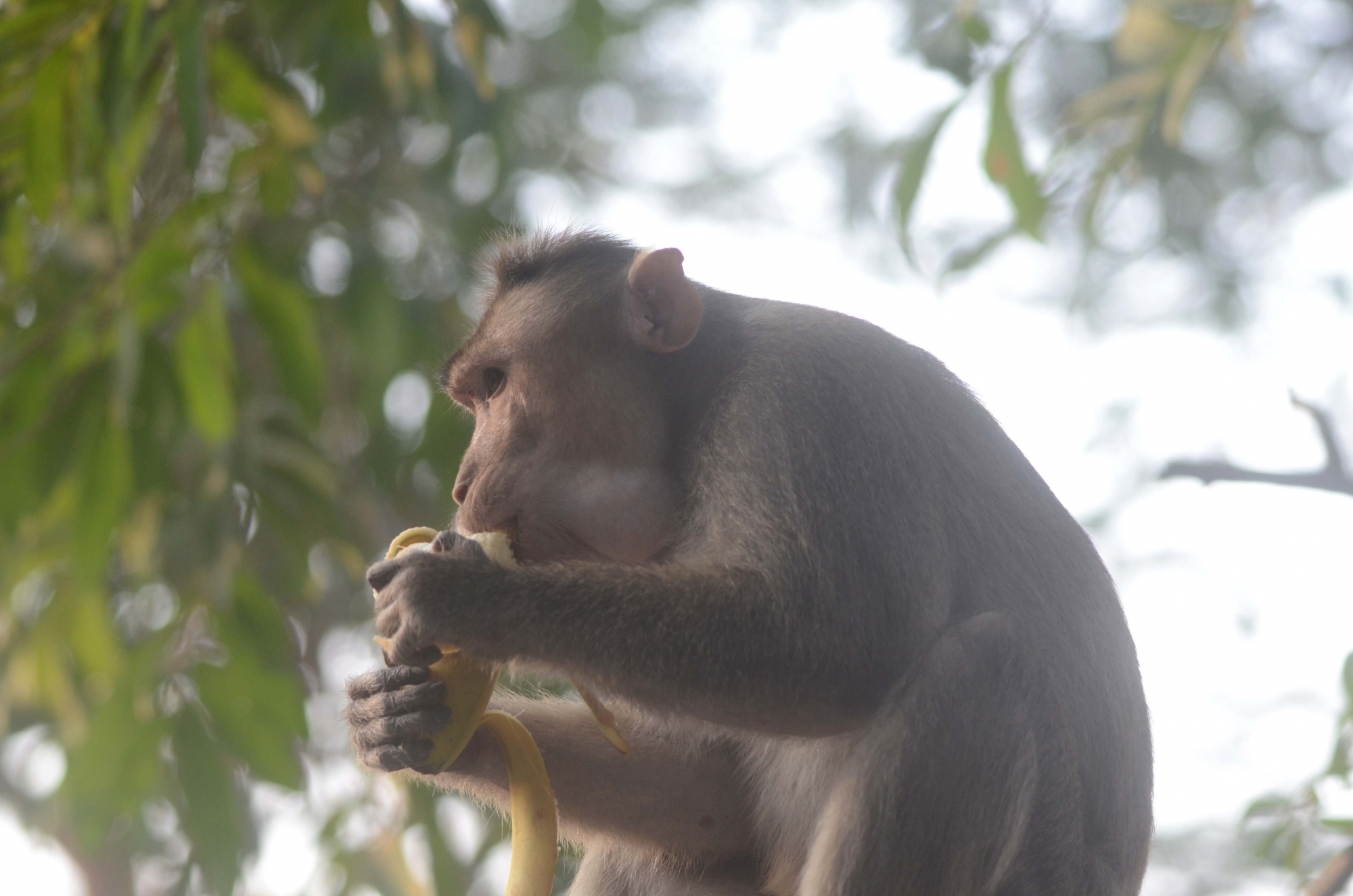 Monkeys chase elderly man to his death in UP