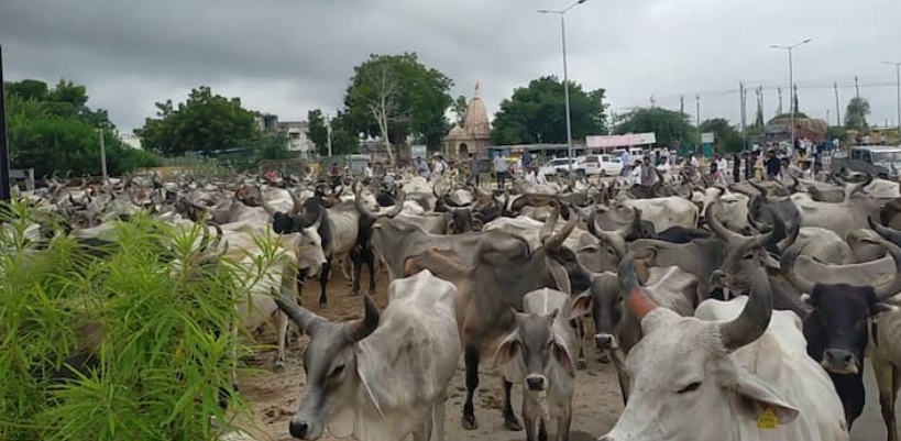 Illegal cow transportation:  BJP workers among four held in K’taka