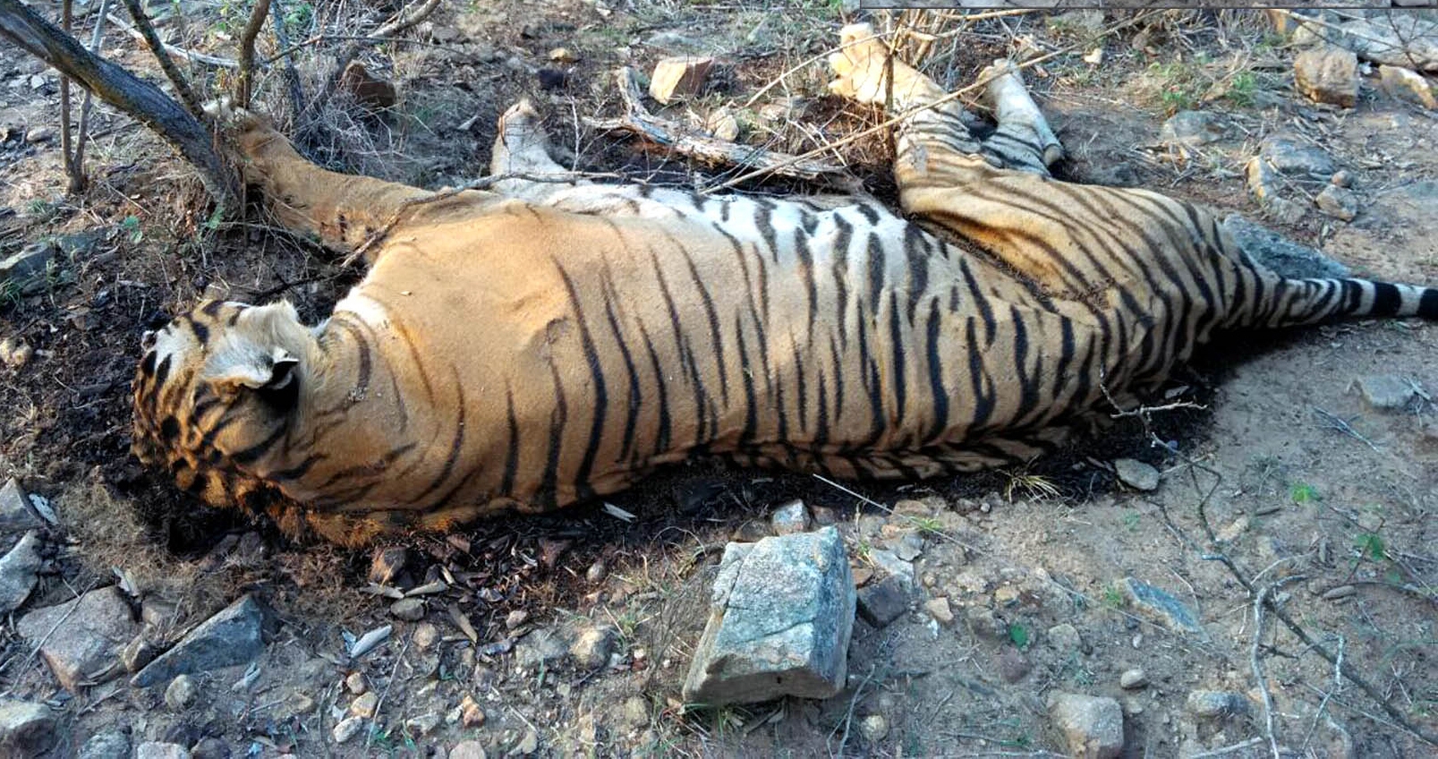 Tigress dies of injuries in MP’s Bandhavgarh  Reserve