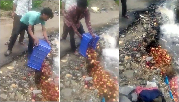 Roadblocks become pain, Himachal growers dump apples in rivulets Roadblocks become pain, Himachal growers dump apples in rivulets