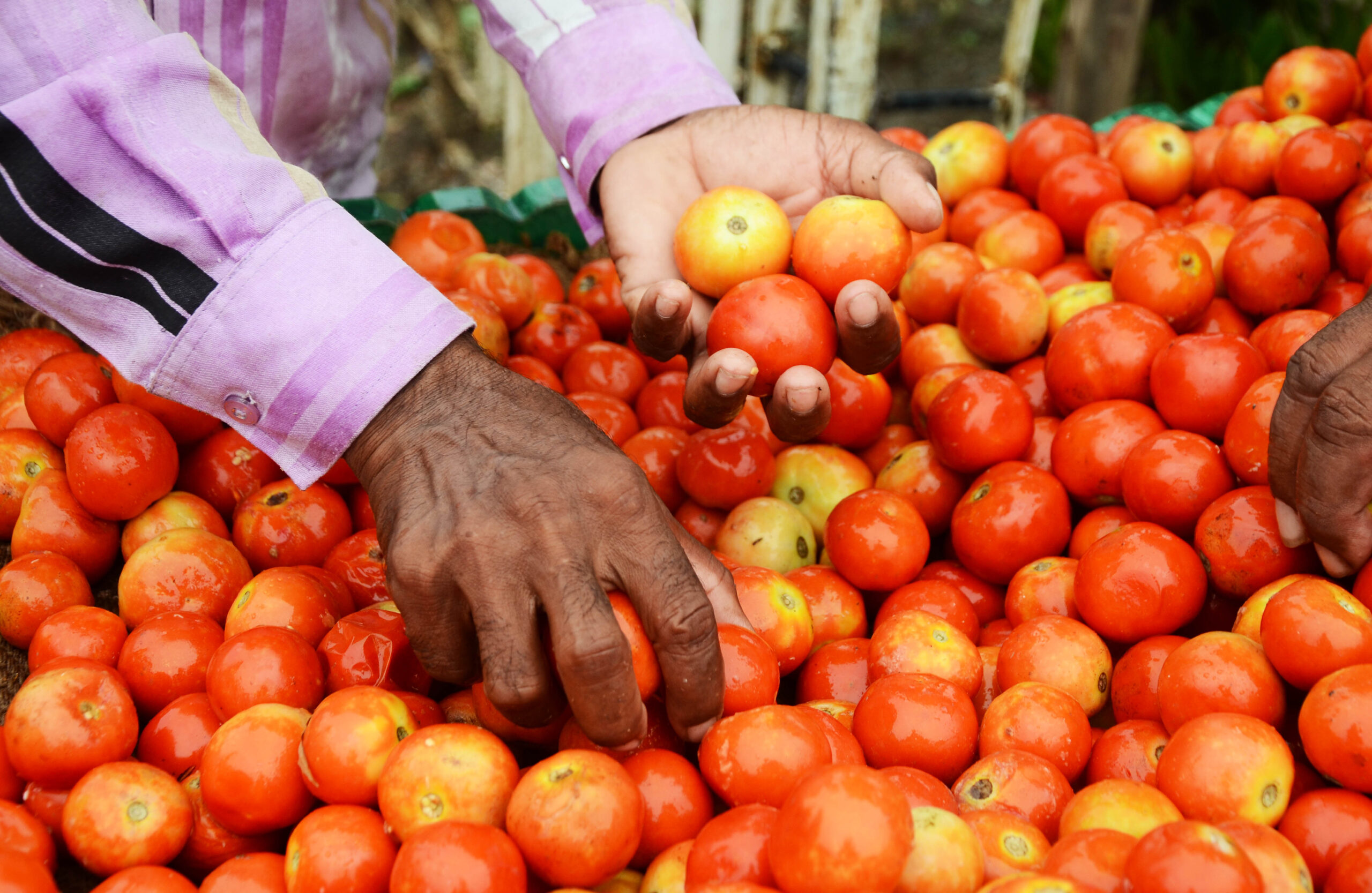 Tomato price rise worsens situation for K’taka farmers, miscreants target ginger crop too