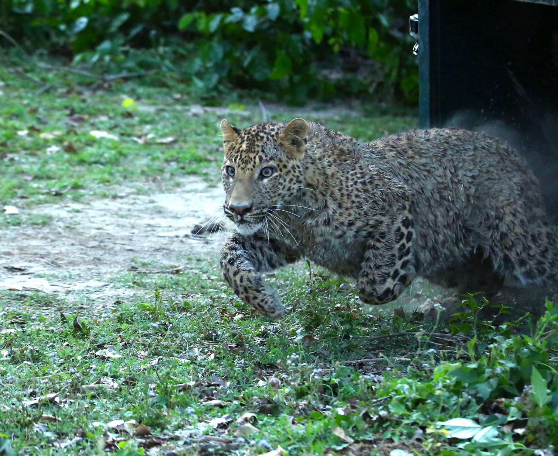 Prowling leopard attacks 9-yr-old boy in K’taka district Prowling leopard attacks 9-yr-old boy in K’taka district