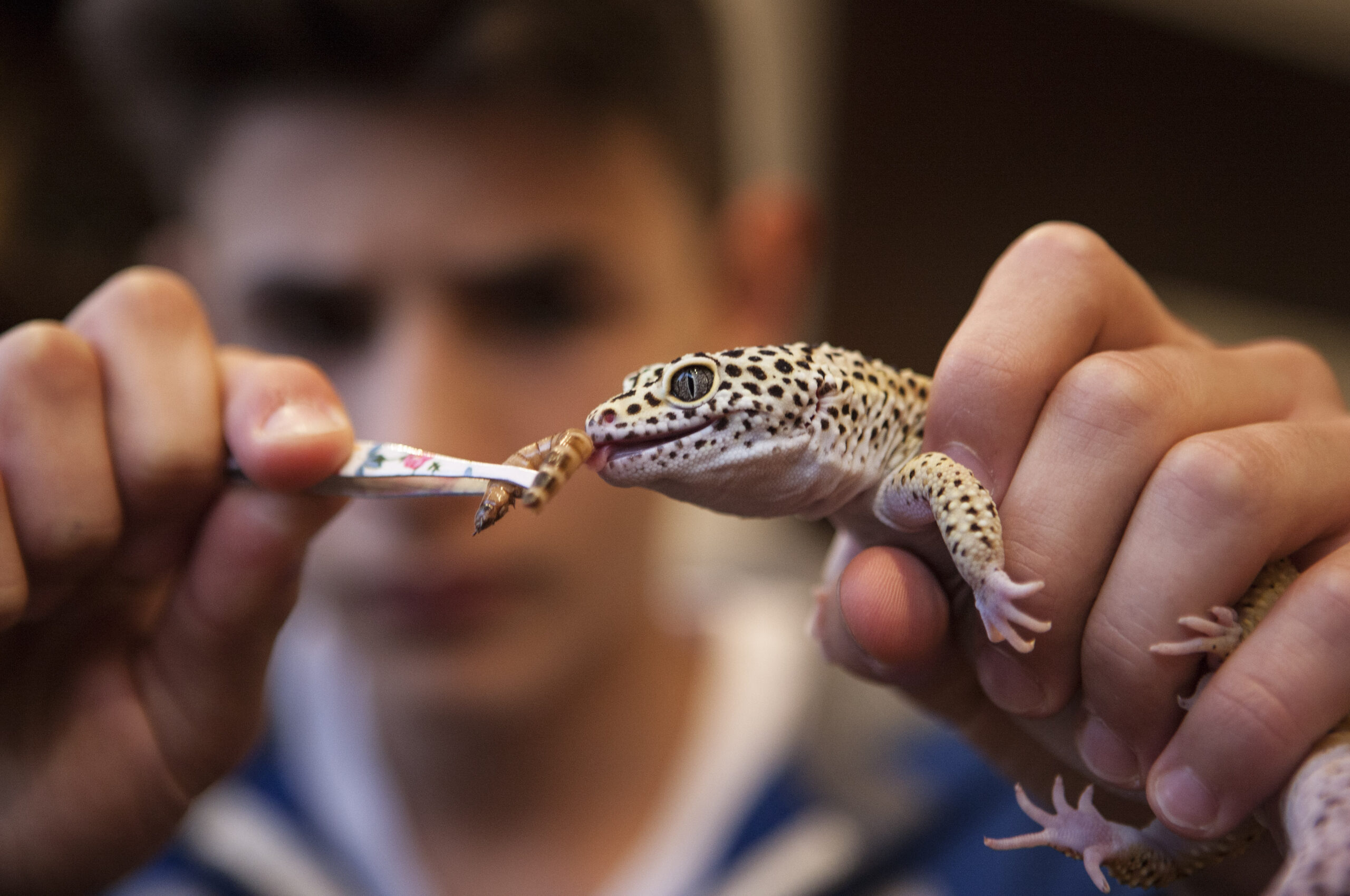 TN wants people breeding exotic pets to register with Chief Wild Life warden