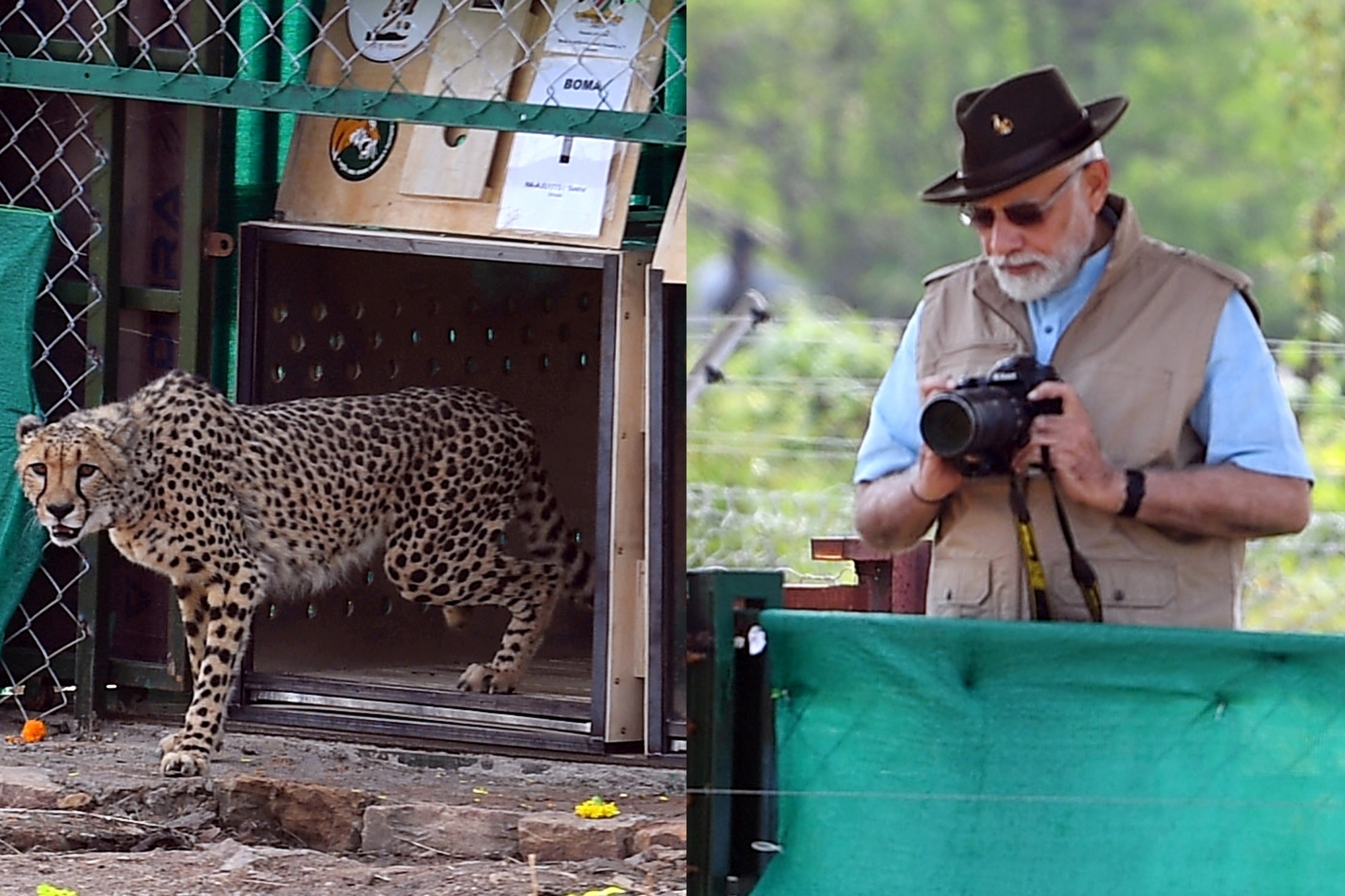 PM Modi to chair high-level meeting to review ‘Project Cheetah’ status PM Modi to chair high-level meeting to review ‘Project Cheetah’ status