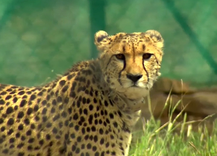 Preliminary analysis of Cheetah mortalities point to natural causes: NTCA