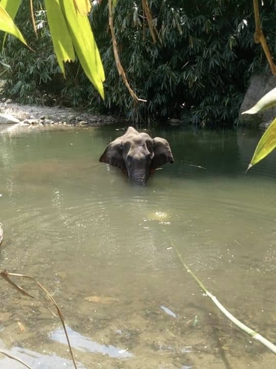 Thrissur estate owner on the run after elephant carcass discovered