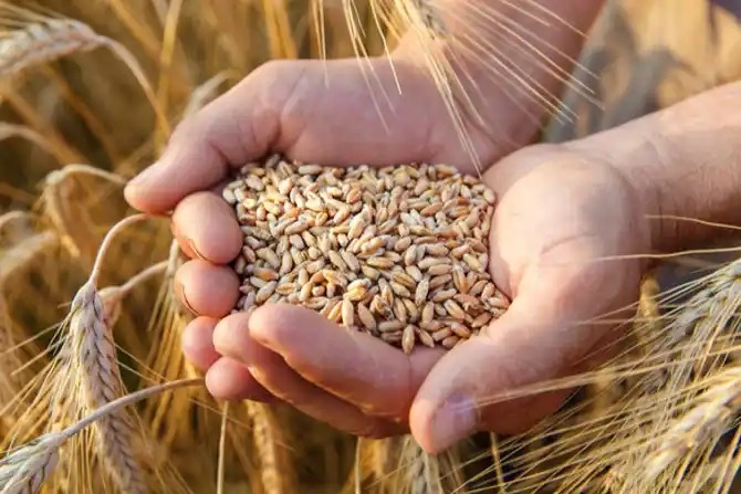 Guterres makes proposal to Putin on grain deal