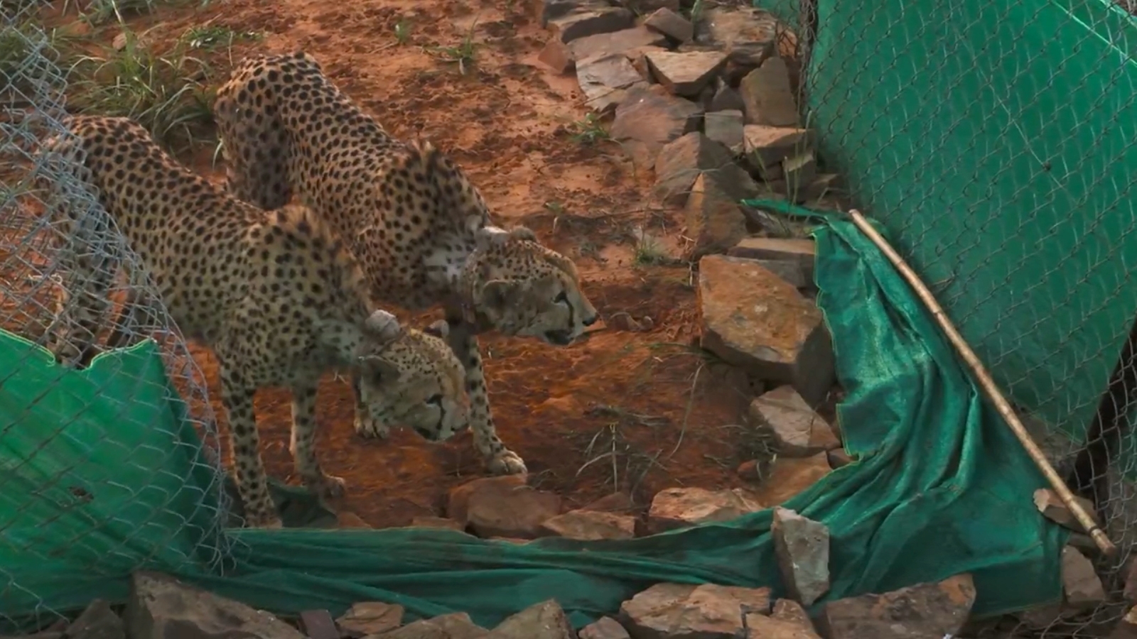 Inexperience in handling cheetahs major concern for Project Cheetah at Kuno, say experts