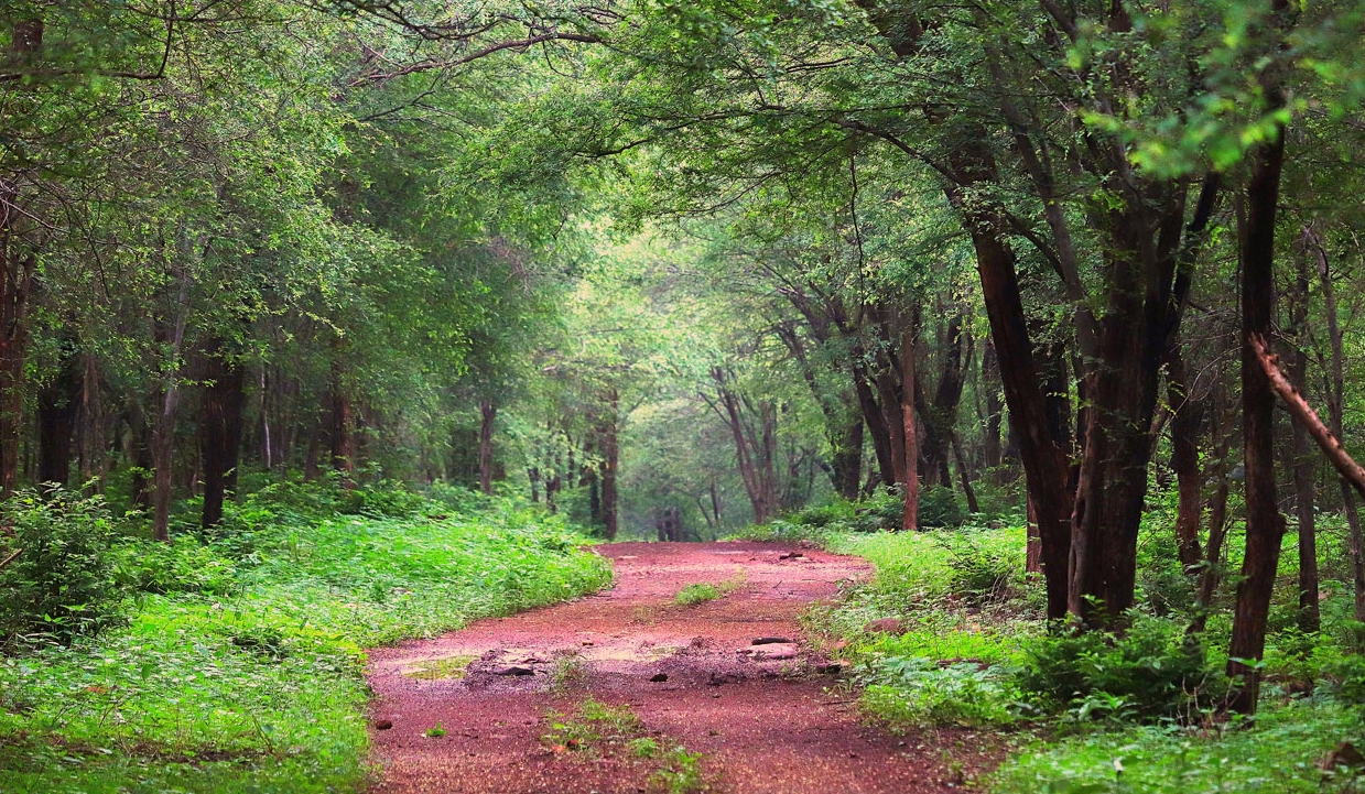 MP govt removes chief wildlife warden Javir Singh Chouhan; Aseem Srivastava appointed new chief
