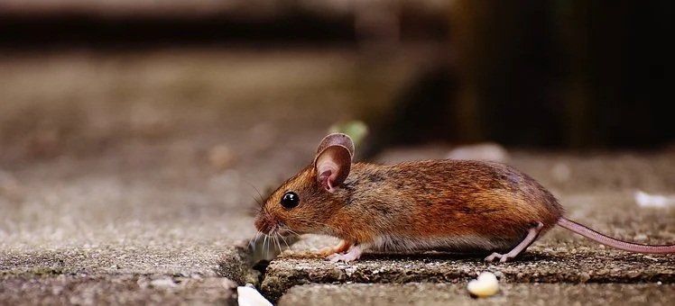 Lakshadweep bans glue traps for rodents