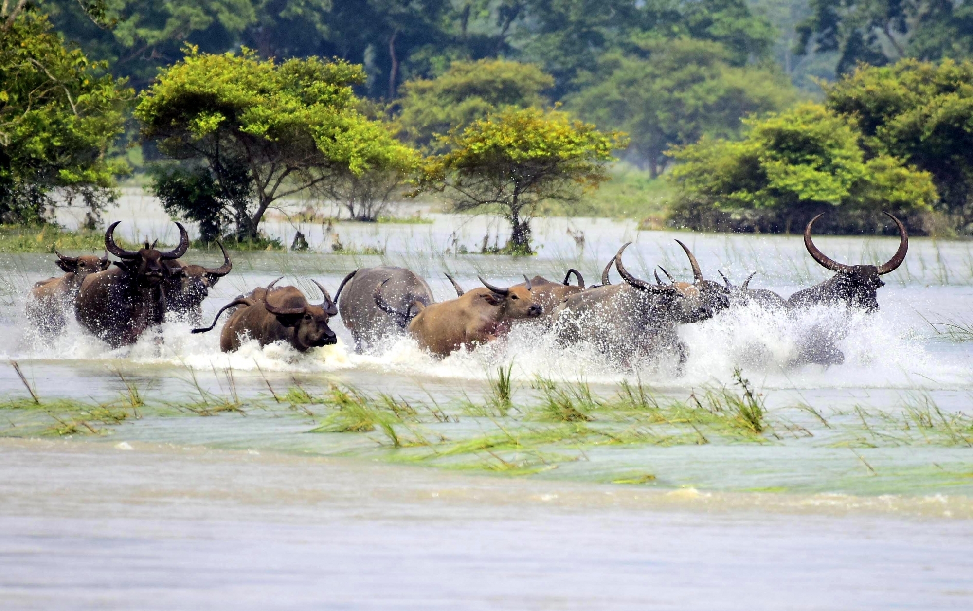 Monsoon flood fury raises need of building elevated corridors in Kaziranga Monsoon flood fury raises need of building elevated corridors in Kaziranga