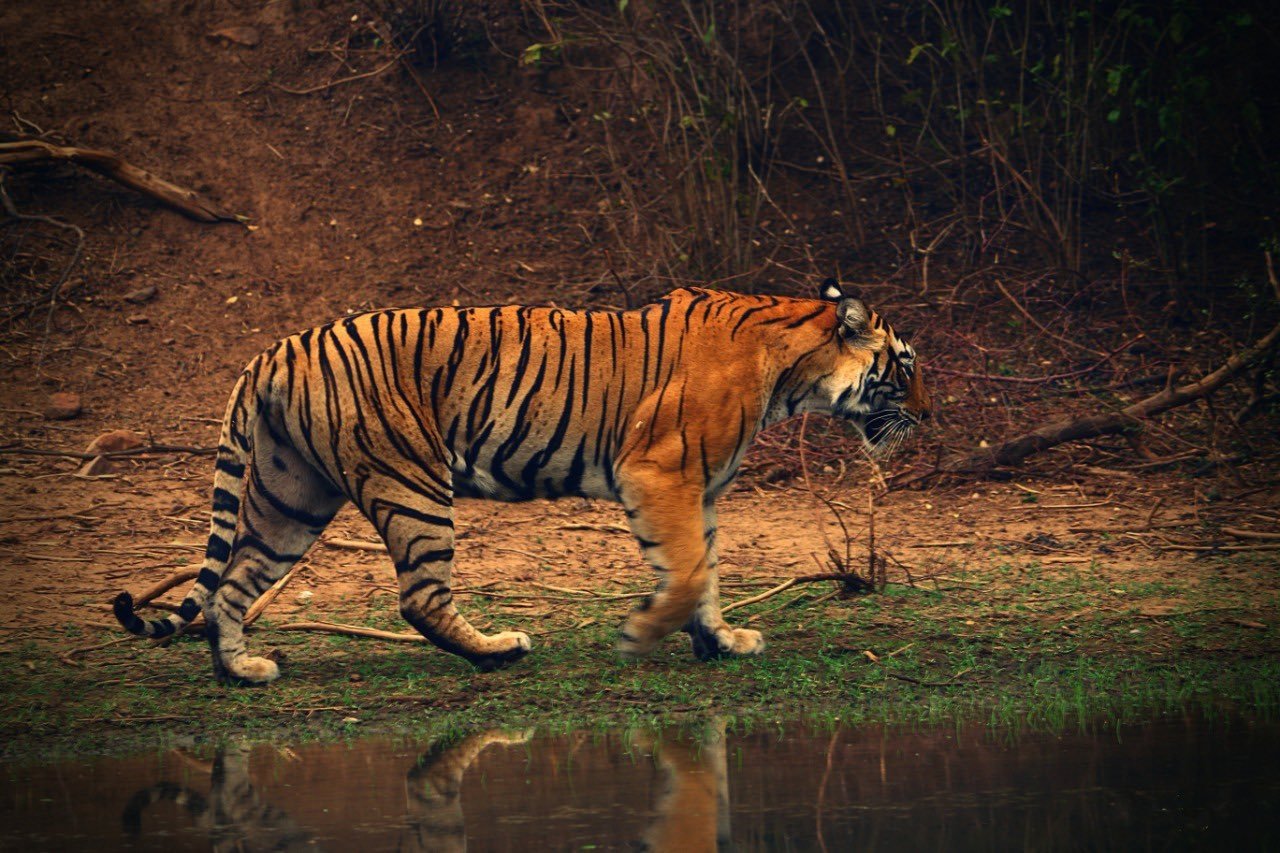 Tiger population goes down to 20 in Odisha Tiger population goes down to 20 in Odisha