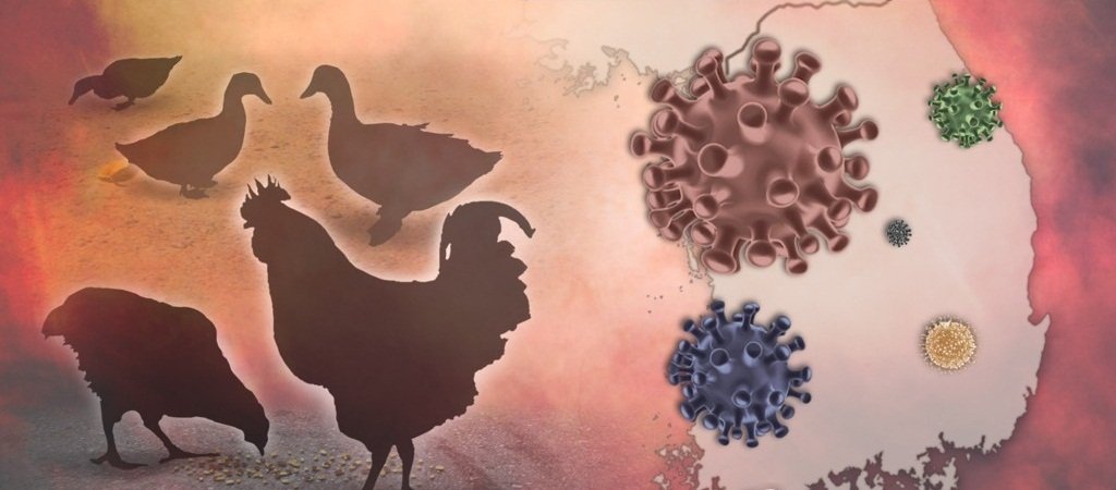 S.Korea reports suspected avian influenza case in cats