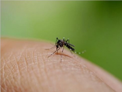 Bangladesh reports 6 new deaths amid surge of dengue fever cases