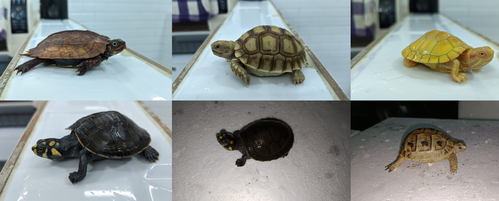 Mumbai DRI seizes 306 exotic live animals smuggled from Thailand (Ld)