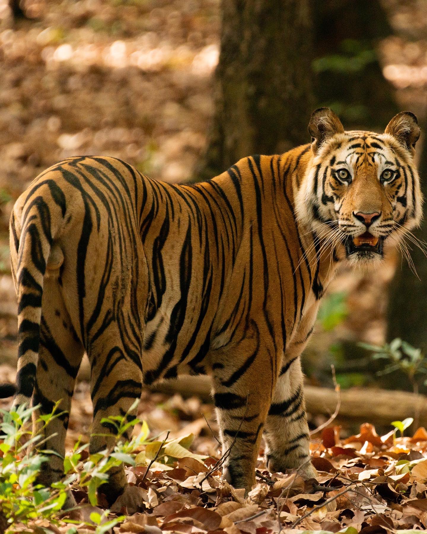 Global Tiger Day:  India’s ‘Project Tiger’ marks 50 years of conservation efforts