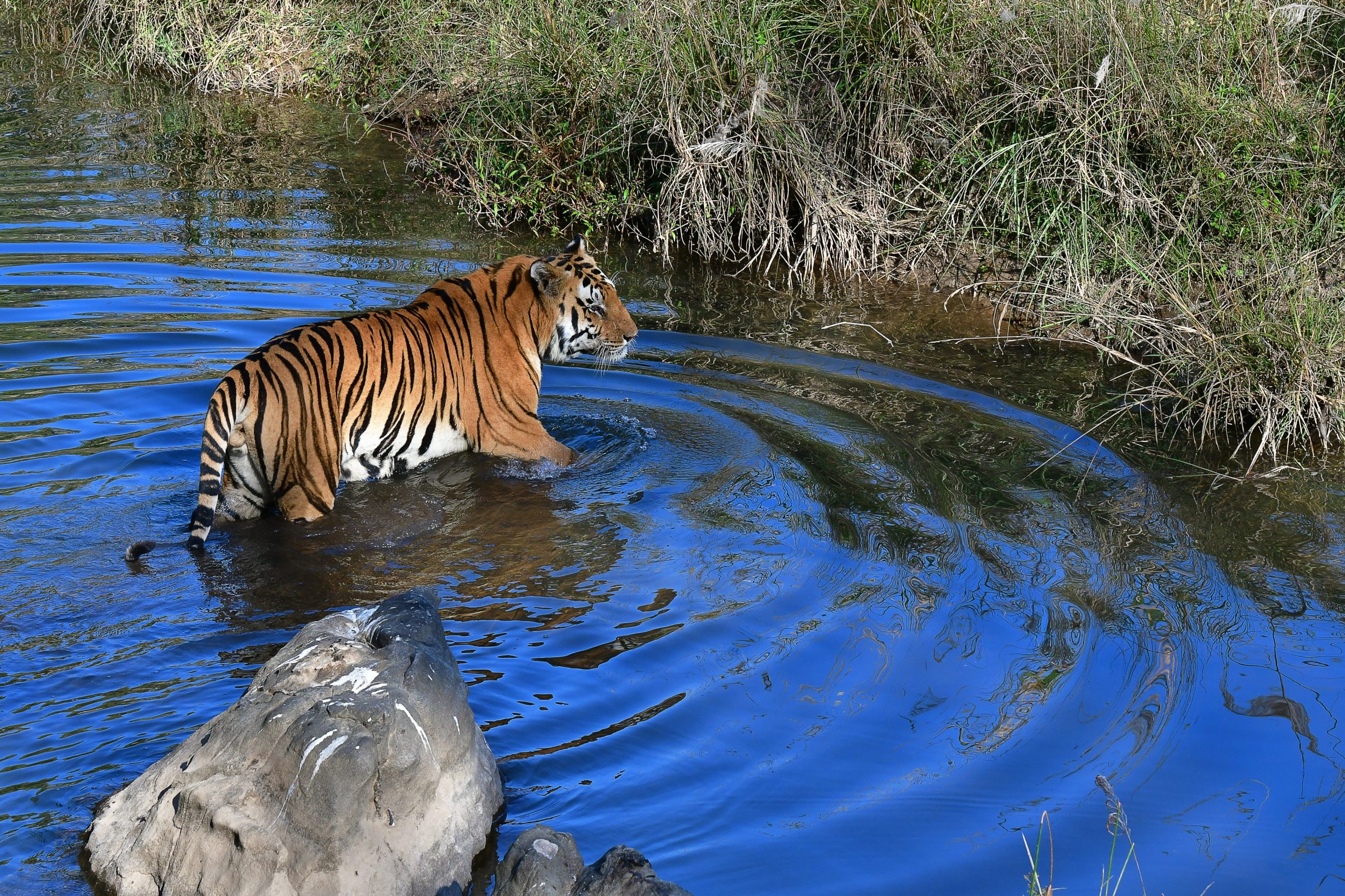 With over 3,100 tigers in India, success of project tiger speaks for itself: Minister With over 3,100 tigers in India, success of project tiger speaks for itself: Minister