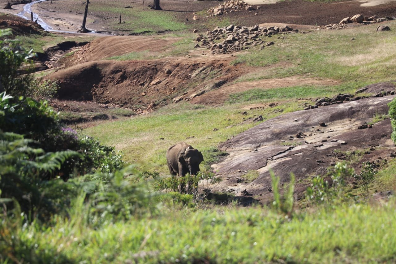Wild elephant destroying crops captured in Erode, translocated in another forest range Wild elephant destroying crops captured in Erode, translocated in another forest range
