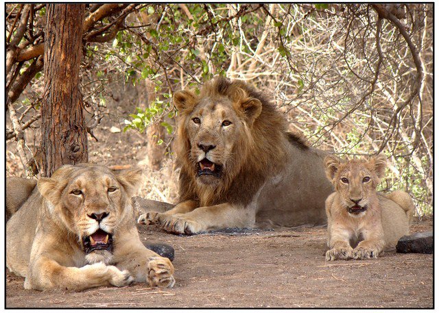 Gujarat: Wildlife board reconstituted after 15 months; experts, conservationists included Gujarat: Wildlife board reconstituted after 15 months; experts, conservationists included