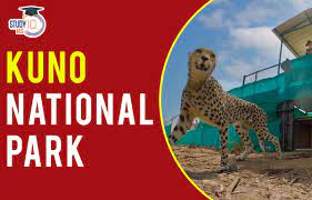 Kuno National Park: Worrying news from Kuno, cheetahs Oban, Freddy and Elton have neck wounds, worms found Kuno National Park: Worrying news from Kuno, cheetahs Oban, Freddy and Elton have neck wounds, worms found