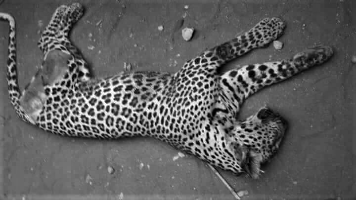 Villagers beat leopard to death in Bijnor