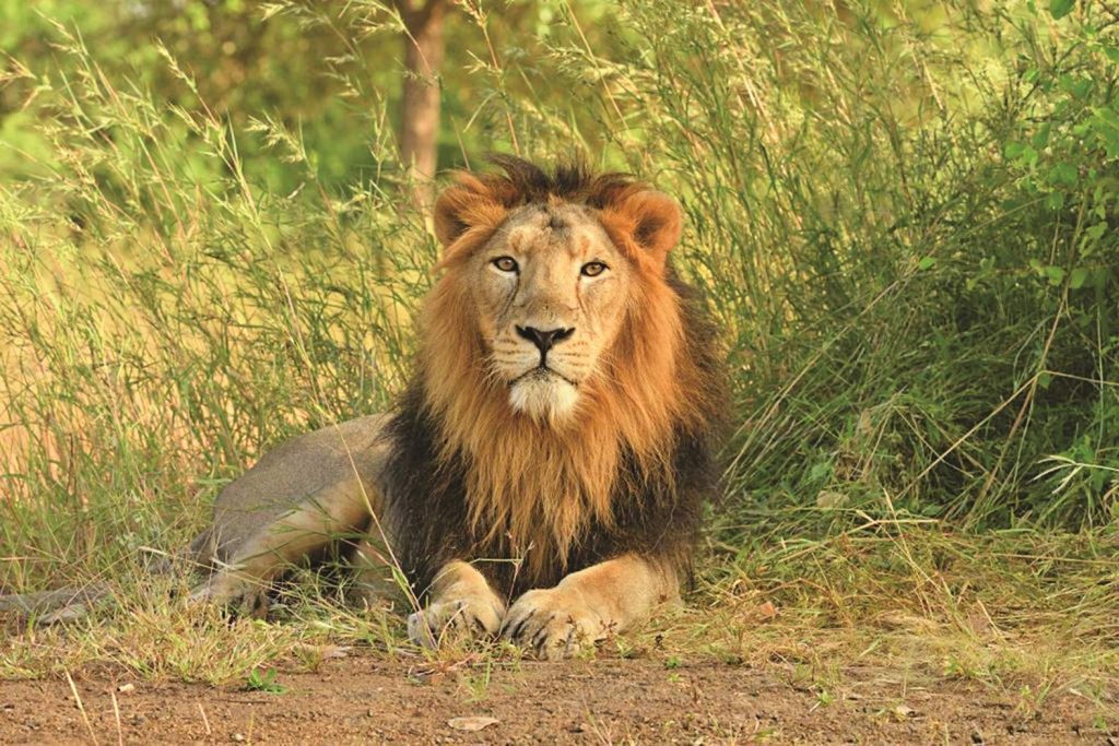 Rajkot’s proposed lion safari park takes shape with fence, tree planting Rajkot’s proposed lion safari park takes shape with fence, tree planting