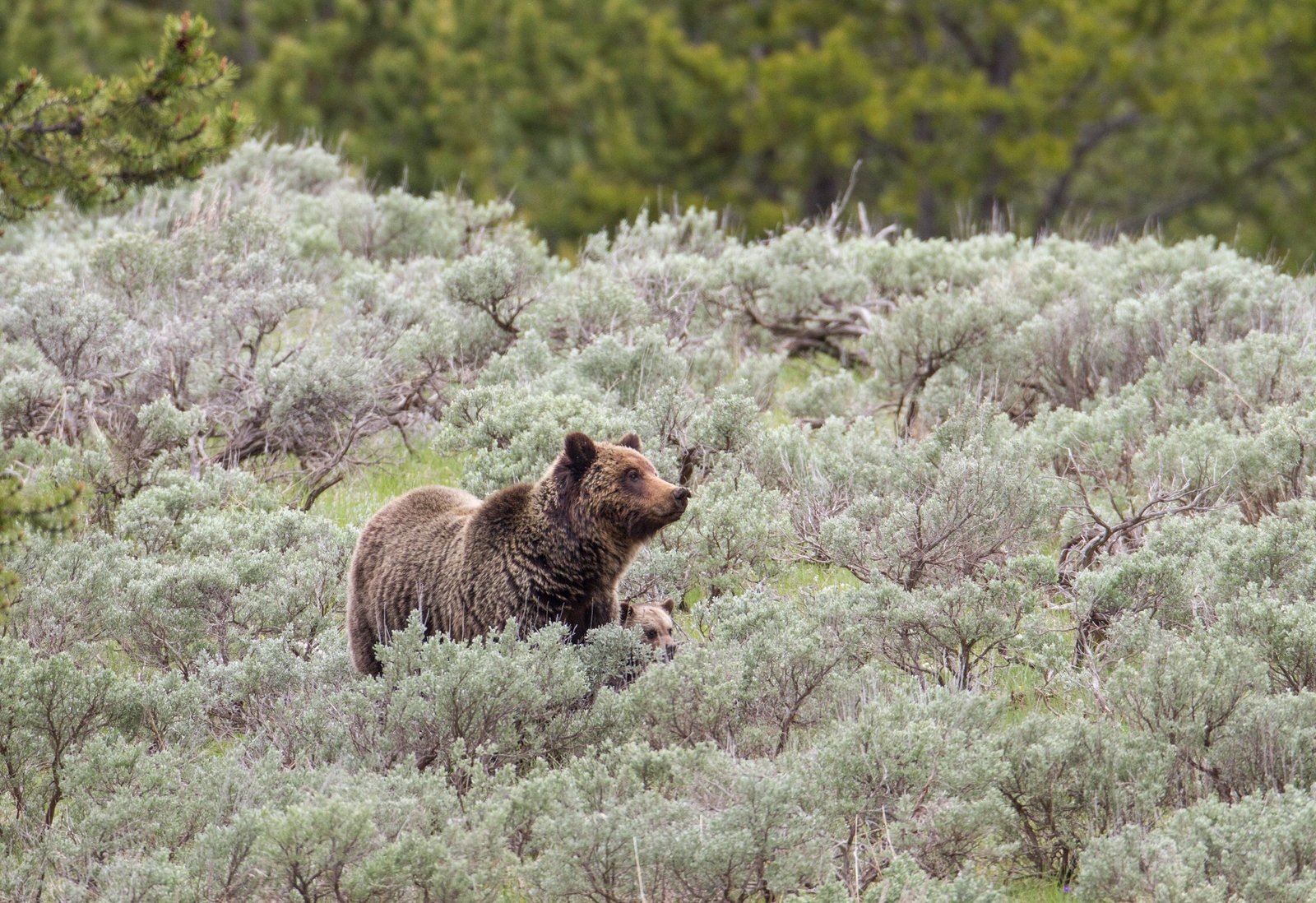 Woman hiker killed by bear near Yellowstone National Park in US
