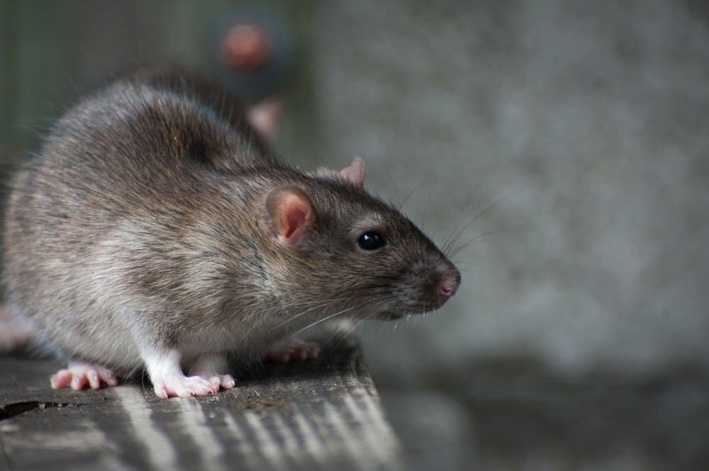 Rats bite patient at govt hospital in UP; probe ordered