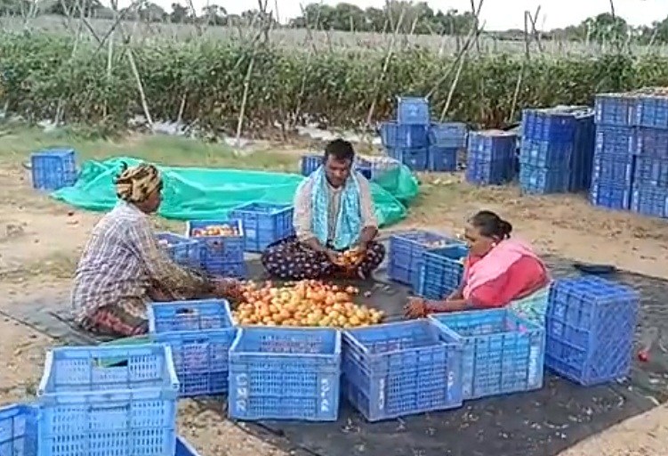 Andhra’s tomato farmer earns Rs 4 cr in 45 days