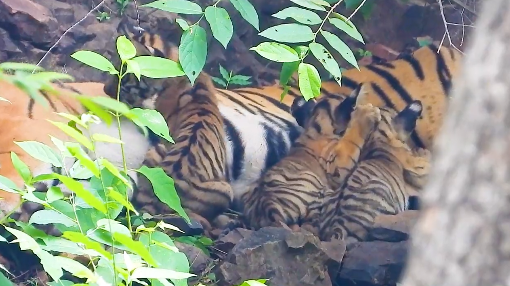 Three tiger cubs born in Ranthambore, CM Gehlot congratulates Forest Dept Three tiger cubs born in Ranthambore, CM Gehlot congratulates Forest Dept