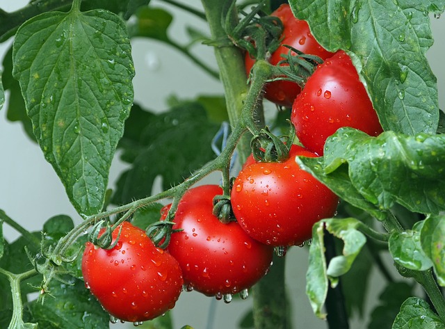 Hard work paid off: this Telangana farmer became a millionaire by selling tomatoes in 40 days, CM honored