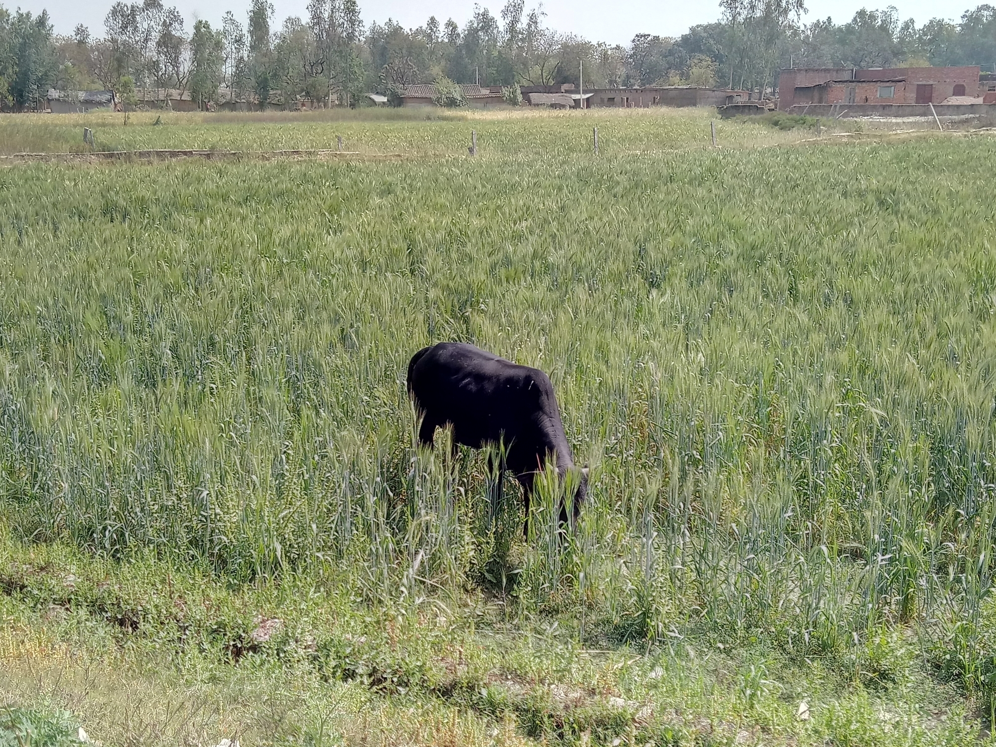 UP to opt for solar fencing to save crops from stray cattle