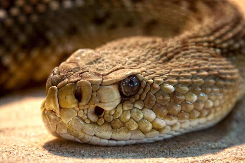 Three kids dead due to snake bite in Odisha Three kids dead due to snake bite in Odisha