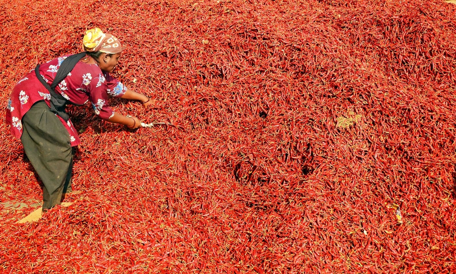 Ramanathapuram farmers urge TN govt to promote organic chilly cultivation Ramanathapuram farmers urge TN govt to promote organic chilly cultivation