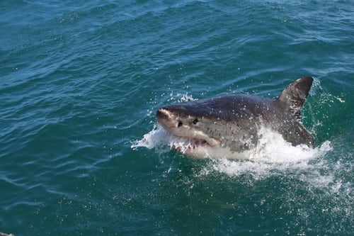 Shark patrols ramped up in NY’s Long Island after 5 people bitten in 2 days