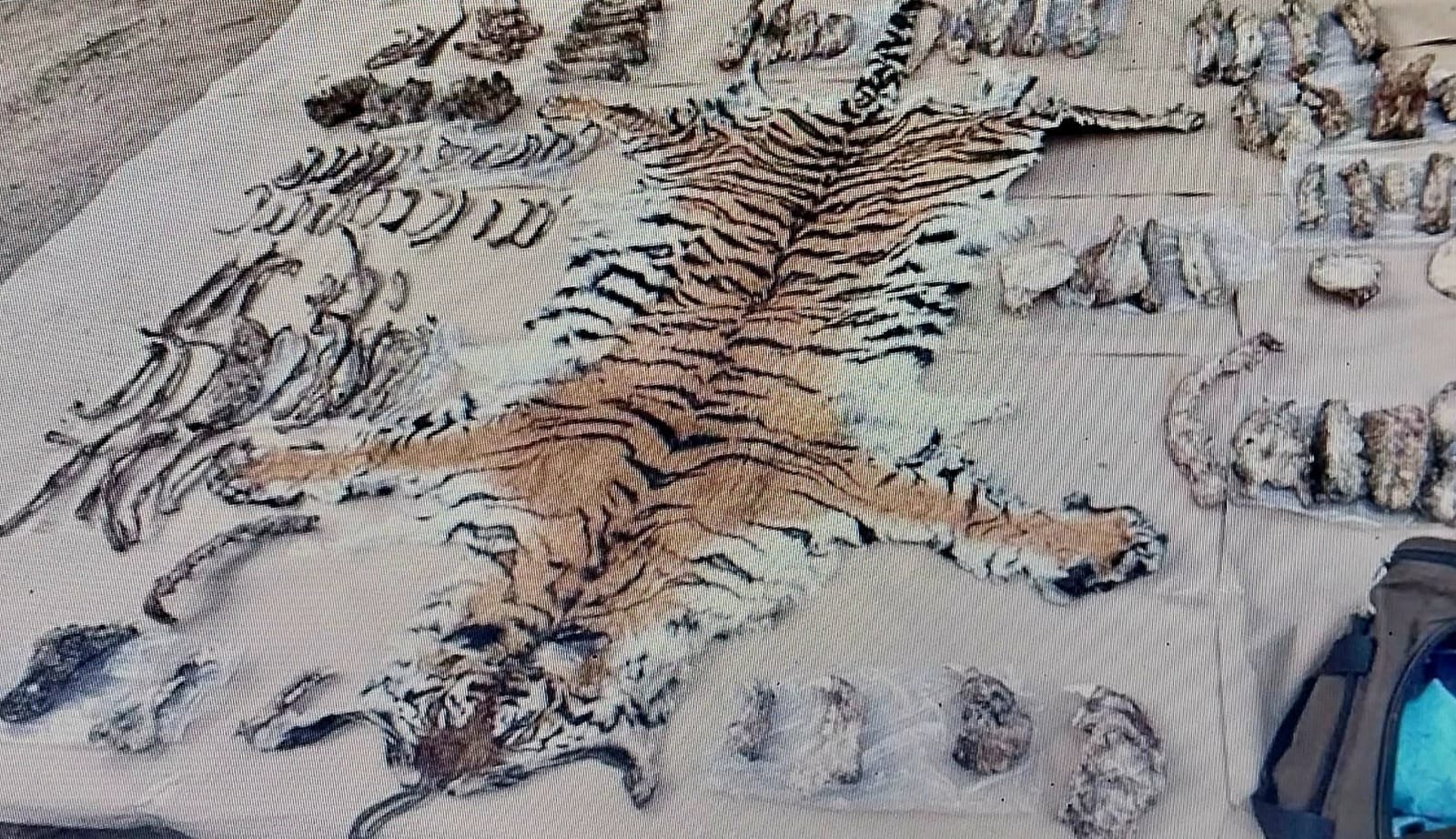 Gang of tiger poachers from Haryana nabbed in Maharashtra Gang of tiger poachers from Haryana nabbed in Maharashtra