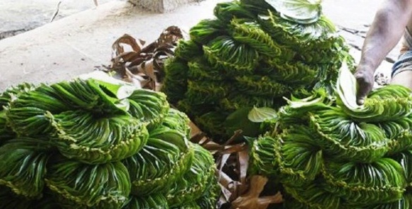 Authoor betel leaves from TN gets GI tag Authoor betel leaves from TN gets GI tag