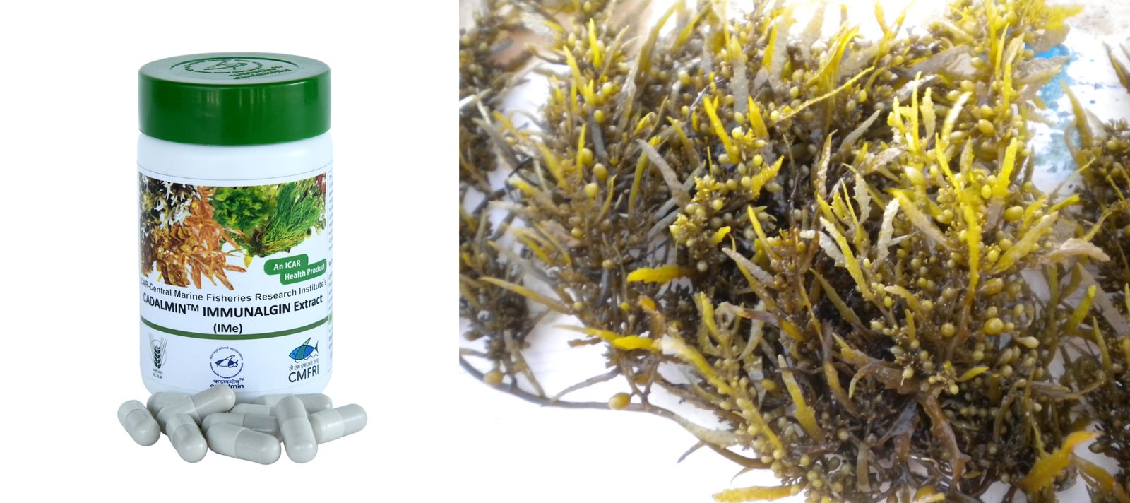 CMFRI develops antiviral product from seaweeds against delta variant of Covid 1 cats Z7iv6wk