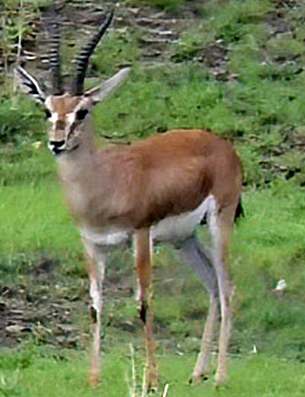 Carcasses of 3 chinkaras found in Jaisalmer