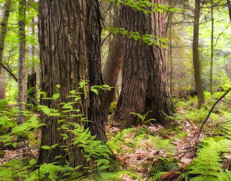 UP wildlife population grows with increase in green cover