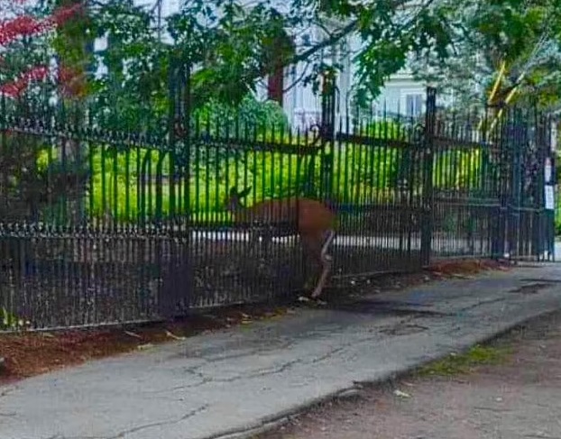 Deer gets impaled at the fence of ‘The Shining’ author Stephen King’s gothic house Deer gets impaled at the fence of ‘The Shining’ author Stephen King’s gothic house