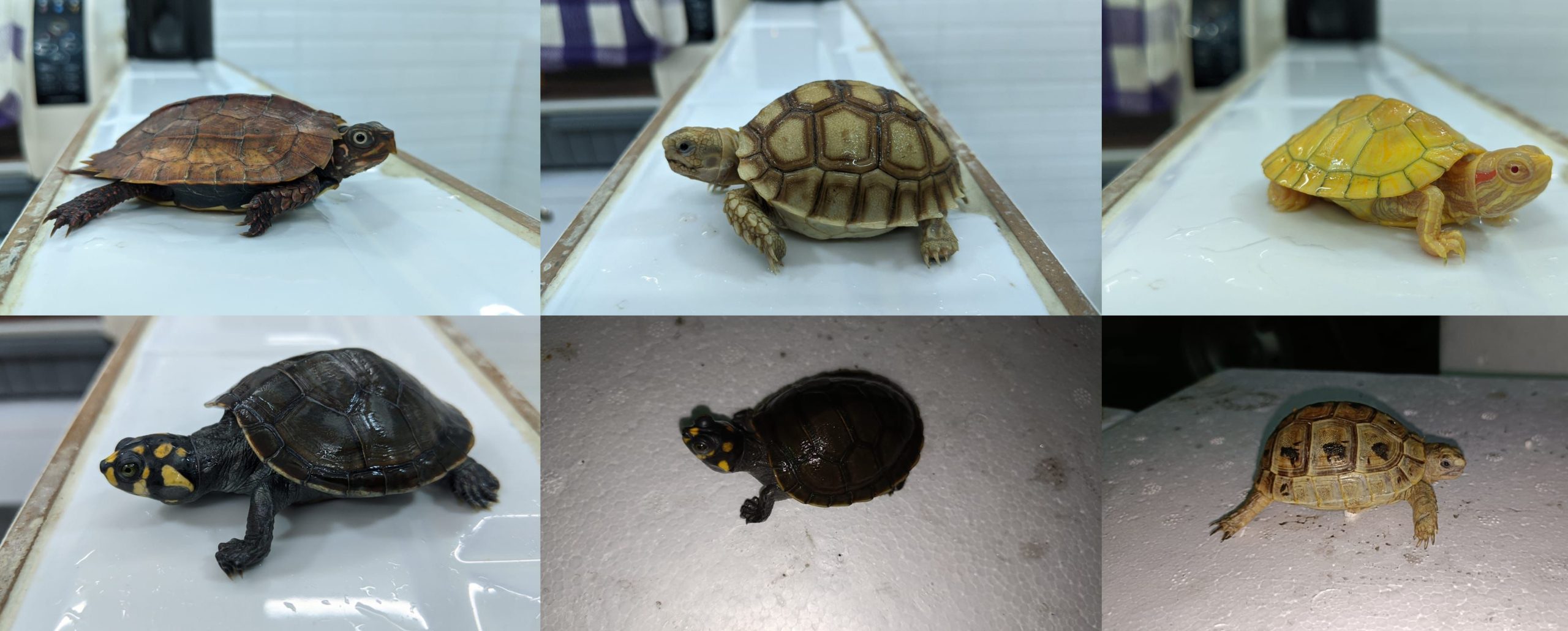306 live exotic sea animals seized at air cargo Mumbai 306 live exotic sea animals seized at air cargo Mumbai