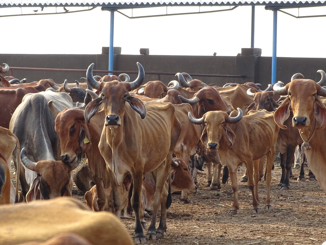 VHP wants dedicated police team to check cow slaughter in UP VHP wants dedicated police team to check cow slaughter in UP