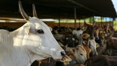 VHP, BJP workers accuse cops of inaction against cow smugglers