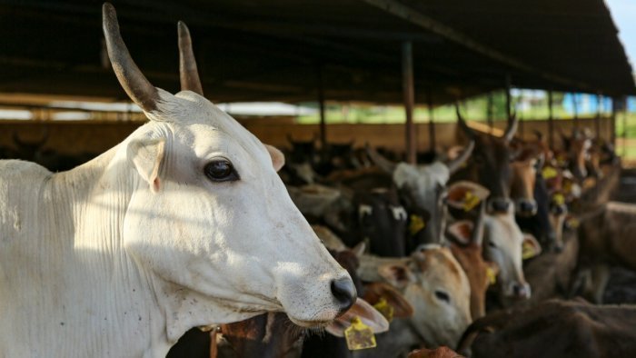 VHP, BJP workers accuse cops of inaction against cow smugglers