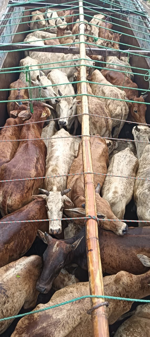 Assam Police foil two cattle smuggling bids