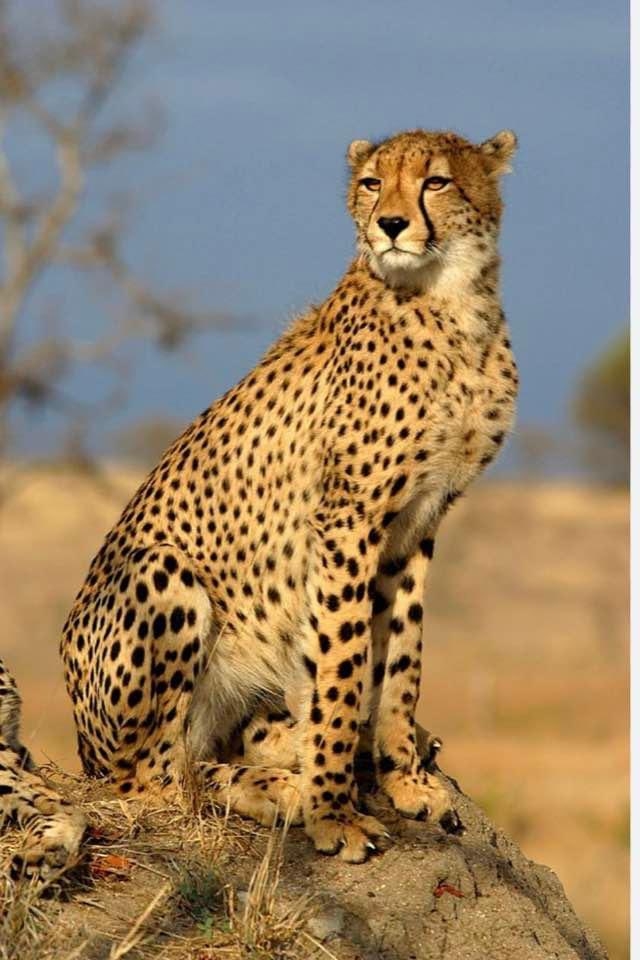 Cheetah casualties natural, says Union Ministry; wildlife experts opine radio collar problems not new Cheetah casualties natural, says Union Ministry; wildlife experts opine radio collar problems not new